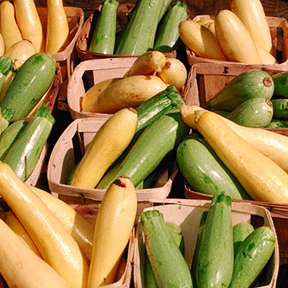 USDA_summer_squash.jpg